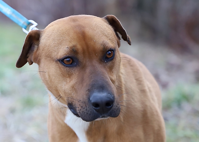 állategészségügyitelep