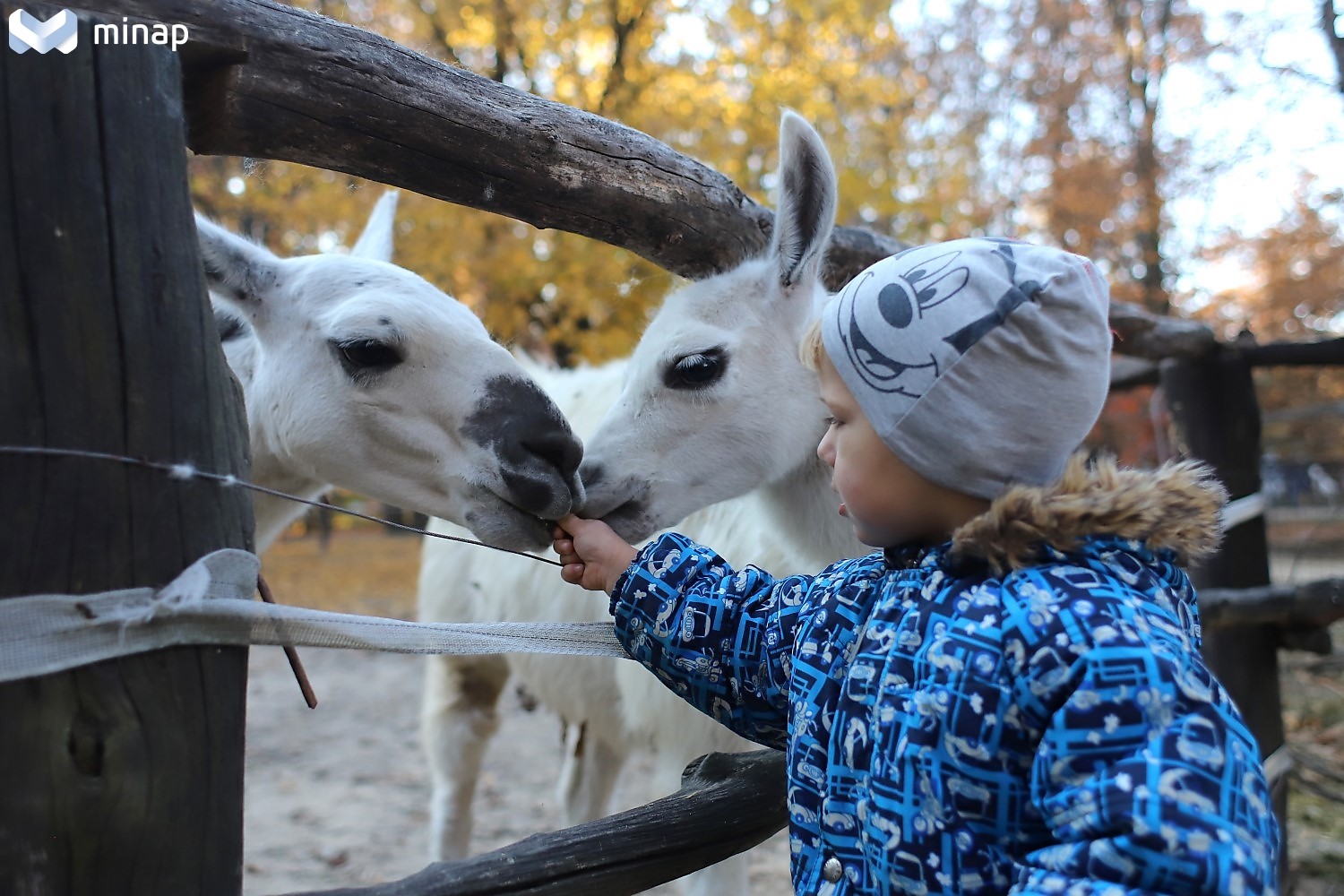 állatkert halloween