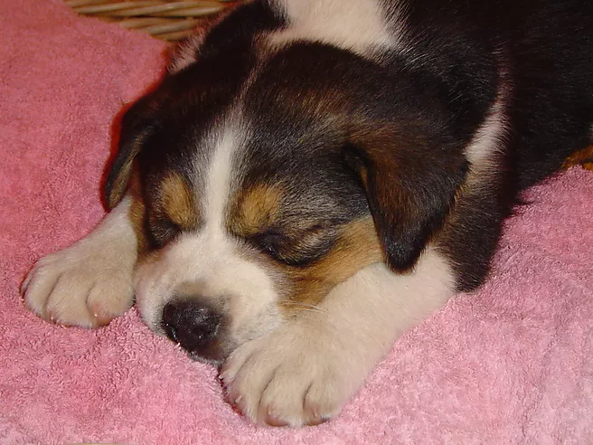 seres ildiko kutyája