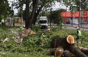 Platánokkal pótolják a kivágott nyárfákat