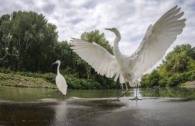 A szőke tó – A Tisza-tó hat évszaka című filmből | Fotó: Szendőfi Balázs