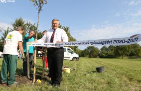 Öt év alatt tízezer fát ültetnek Miskolcon