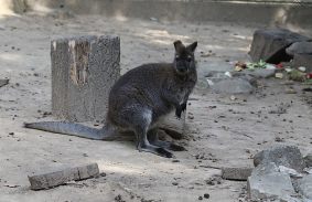  Előkerült a másik szökevény kenguru is