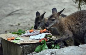 Kereket oldott két kenguru a Miskolci Állatkertből
