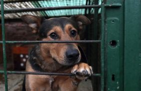 Nyílt nap az Állategészségügyi Telepen