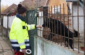 Hét kóbor eb talált ideiglenes otthonra az állategészségügyi telepen