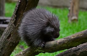 Különleges évet zárt a Miskolci Állatkert és Kultúrpark
