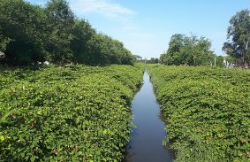 A madarak költési időszaka után szeptembertől a patakmedrekben is lekaszálják a füvet