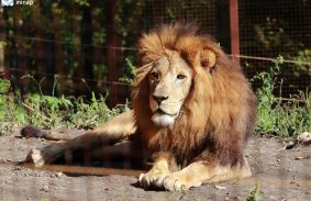 Világnap az állatok szeretetéért