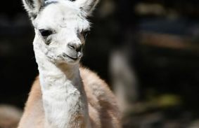 Lámacsikó született a Miskolci Állatkertben