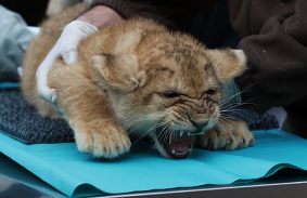 Már nyolchetesen is fenyegetőznek tűhegyes fogaikkal