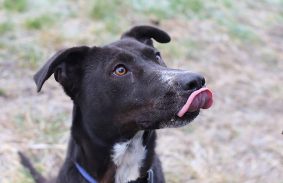 Szombaton újra nyílt nap lesz az Állategészségügyi Telepen