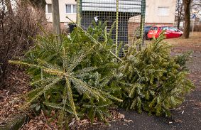 Januárban szállítják el a leselejtezett karácsonyfákat