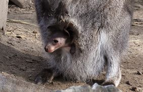 Újra bővül a Miskolci Állatkert kenguru családja