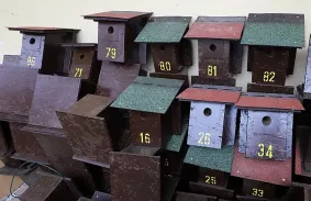 Biztonságban a madarakkal - Száz madárodút helyez ki a Városgazda 