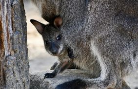 Négy kicsi is megbújik a vadasparki kenguruk erszényében 