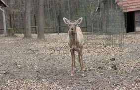 Koronátlan király érkezett Miskolcra 