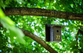 Madárodúkat fogadtak örökbe