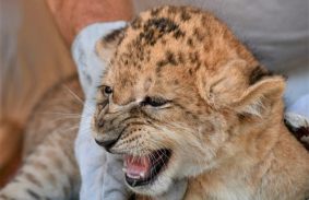 ORVOSI VIZSGÁLATON LÁTHATTUK ELŐSZÖR A LEGFIATALABB KISOROSZLÁNOKAT