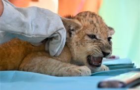 TÖBB MINT SZÁZHÚSZEZREN KERESTÉK FEL TAVALY A MISKOLCI ÁLLATKERTET