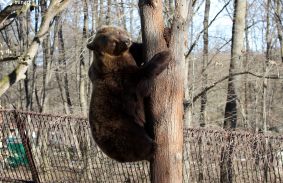 HIDEGEN HAGYTA A MISKOLCI MEDVÉKET AZ ÁRNYÉKUK