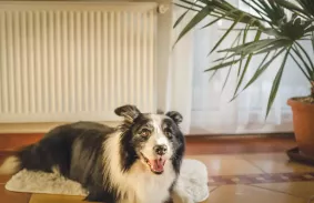 VÉGET ÉRT A FŰTÉSI IDÉNY