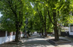 MEGKEZDTÉK A PLATÁN- ÉS VADGESZTENYEFÁK PERMETEZÉSÉT