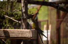 TERMÉSZETI KÖRNYEZET DÍJAS AZ ÁLLATKERT