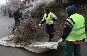 BEJELENTHETŐ A VESZÉLYESSÉ VÁLT NÖVÉNYZET
