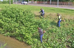 A VÍZIMADARAK KÖLTÉSÉRE IS ODAFIGYEL A VÁROSGAZDA