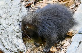 KÚSZÓSÜL BABA VÁRTA AZ ÁLLATKERTBE LÁTOGATÓKAT A PÜNKÖSDI HÉTVÉGÉN