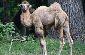 KIS PÚPOS SZÜLETETT AZ ÁLLATKERTBEN