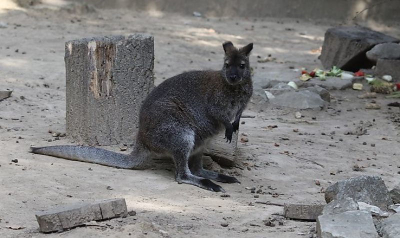  Előkerült a másik szökevény kenguru is