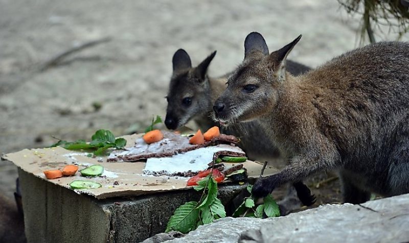 Kereket oldott két kenguru a Miskolci Állatkertből
