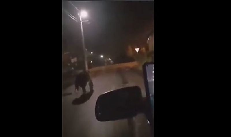 Újabb videó került elő a Miskolcon iszkoló medvéről