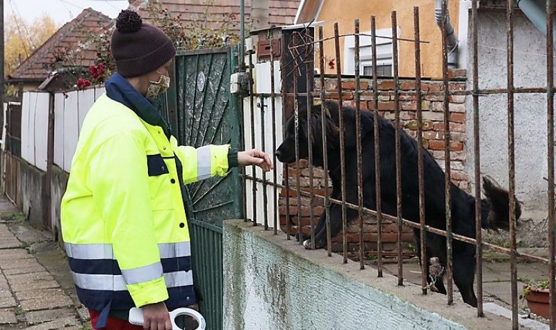 Hét kóbor eb talált ideiglenes otthonra az állategészségügyi telepen