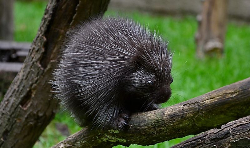 Különleges évet zárt a Miskolci Állatkert és Kultúrpark