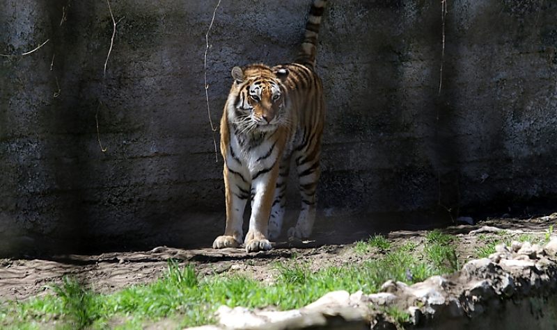 Pénteken 38 éves a Miskolci Állatkert!