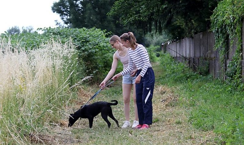 Nyílt nap az Állategészségügyi Telepen