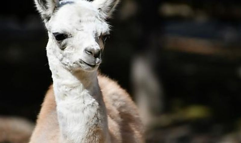 Lámacsikó született a Miskolci Állatkertben