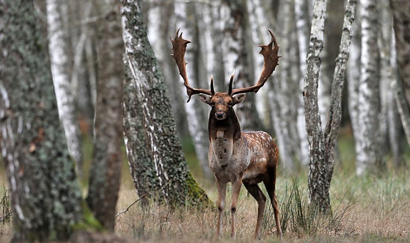 Barcogás után tévedhetett a belvárosba a szarvasbika