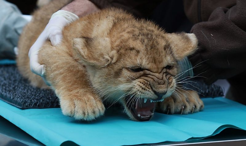 Már nyolchetesen is fenyegetőznek tűhegyes fogaikkal