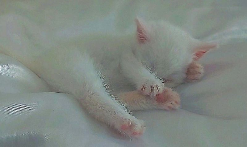 Aknába esett kiscicát mentettek a MIVÍZ munkatársai