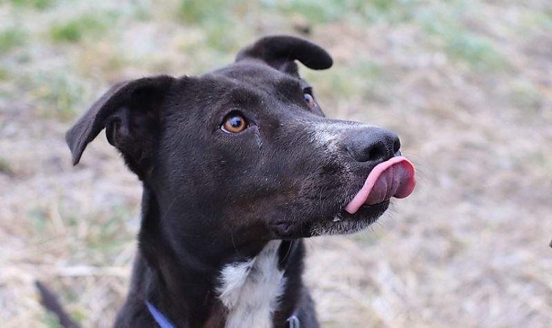 Szombaton újra nyílt nap lesz az Állategészségügyi Telepen