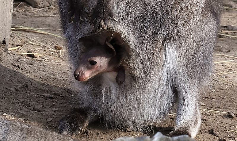 Újra bővül a Miskolci Állatkert kenguru családja