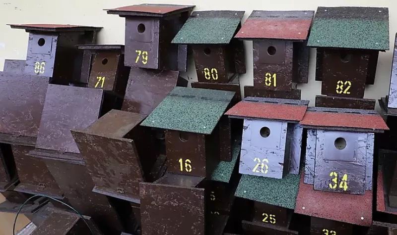 Biztonságban a madarakkal - Száz madárodút helyez ki a Városgazda 