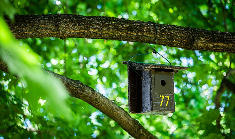 Madárodúkat fogadtak örökbe