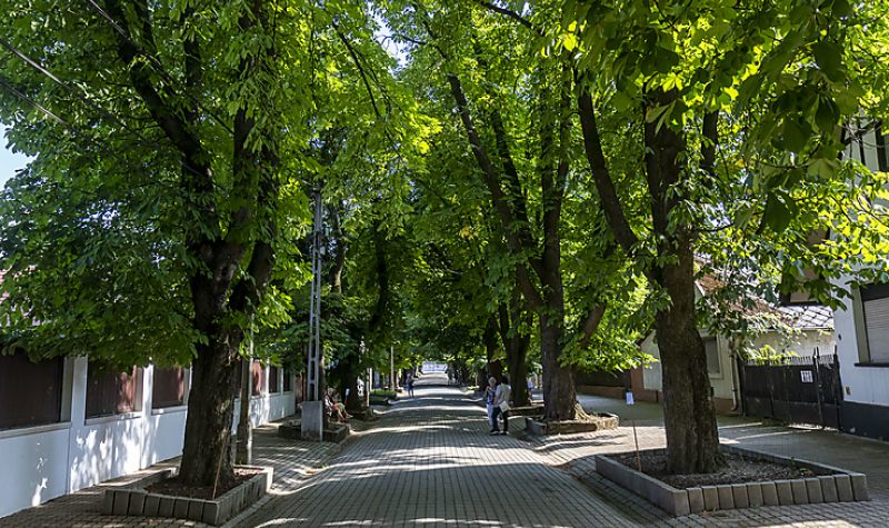 MEGKEZDTÉK A PLATÁN- ÉS VADGESZTENYEFÁK PERMETEZÉSÉT