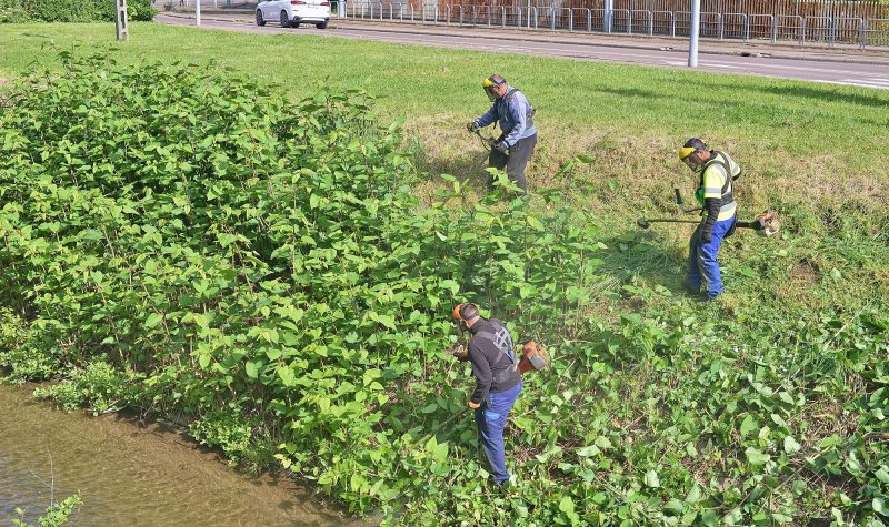 A VÍZIMADARAK KÖLTÉSÉRE IS ODAFIGYEL A VÁROSGAZDA